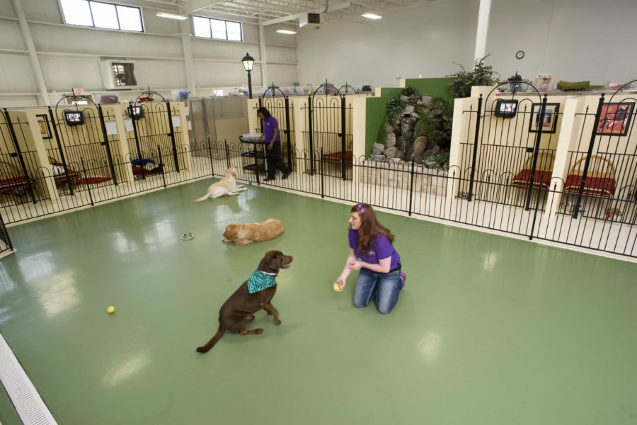 Pet Palace Virtual Facility Tour Pet Boarding Resort