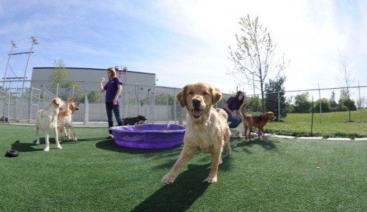 pet boarding reviews, Hilliard, Ohio