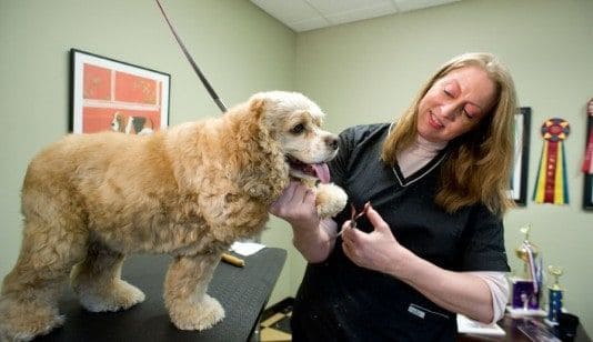 grooming your pet