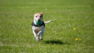 Prepping your dog for boarding