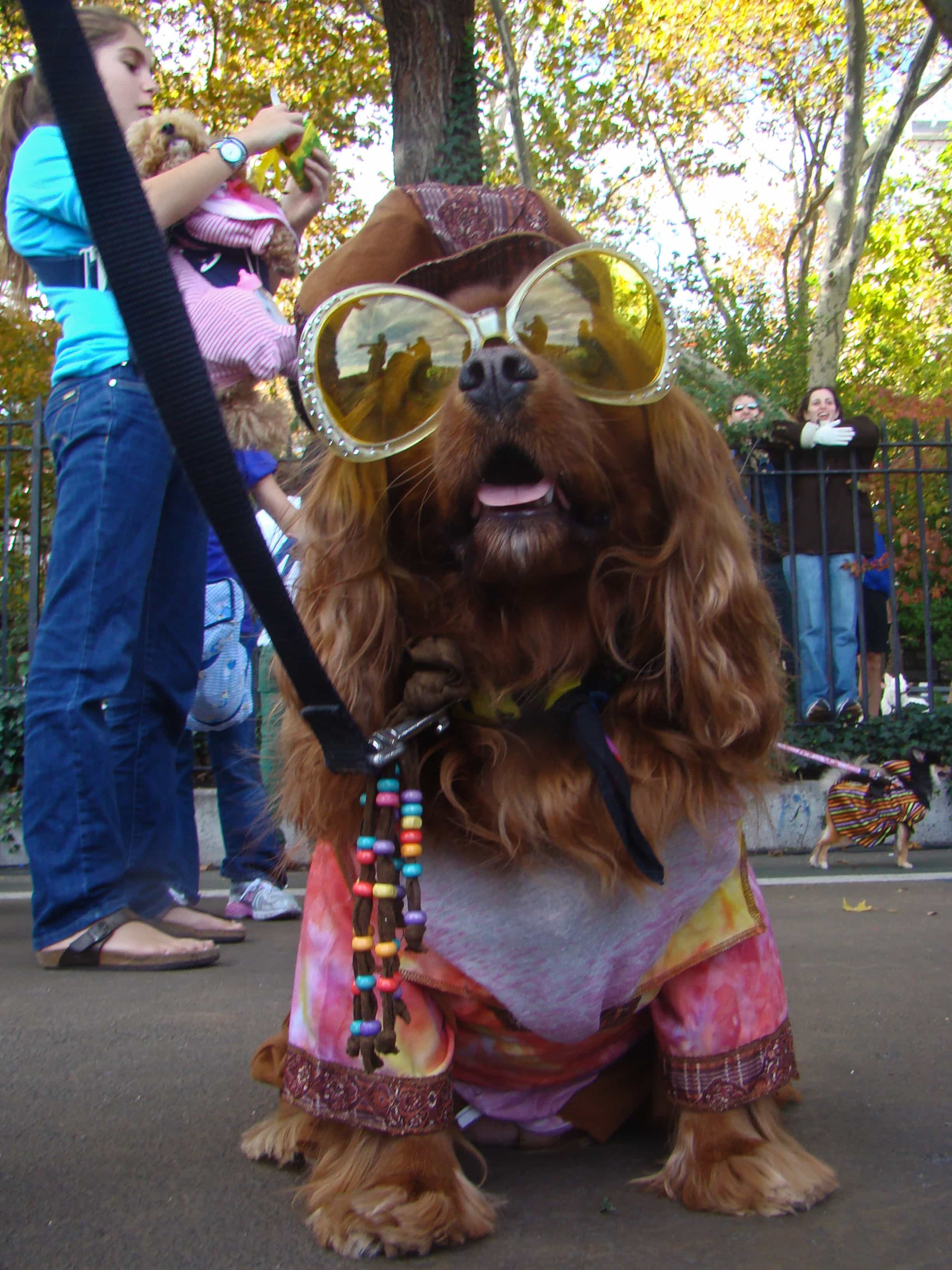 Posters as Compainion animals Hippie-Dog-Costume-