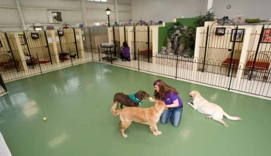 Dog Boarding Services | Dog Boarding Facilities | Pet Palace