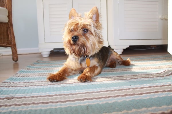 5 Ways to Make Grooming Fun for Your Pet
