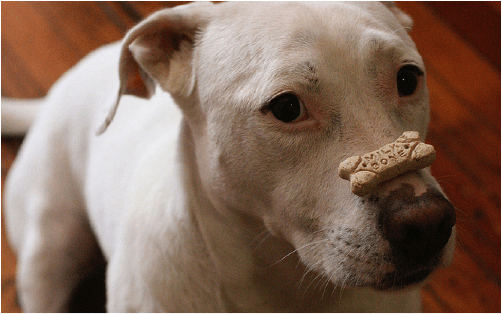 when can you start giving your puppy treats