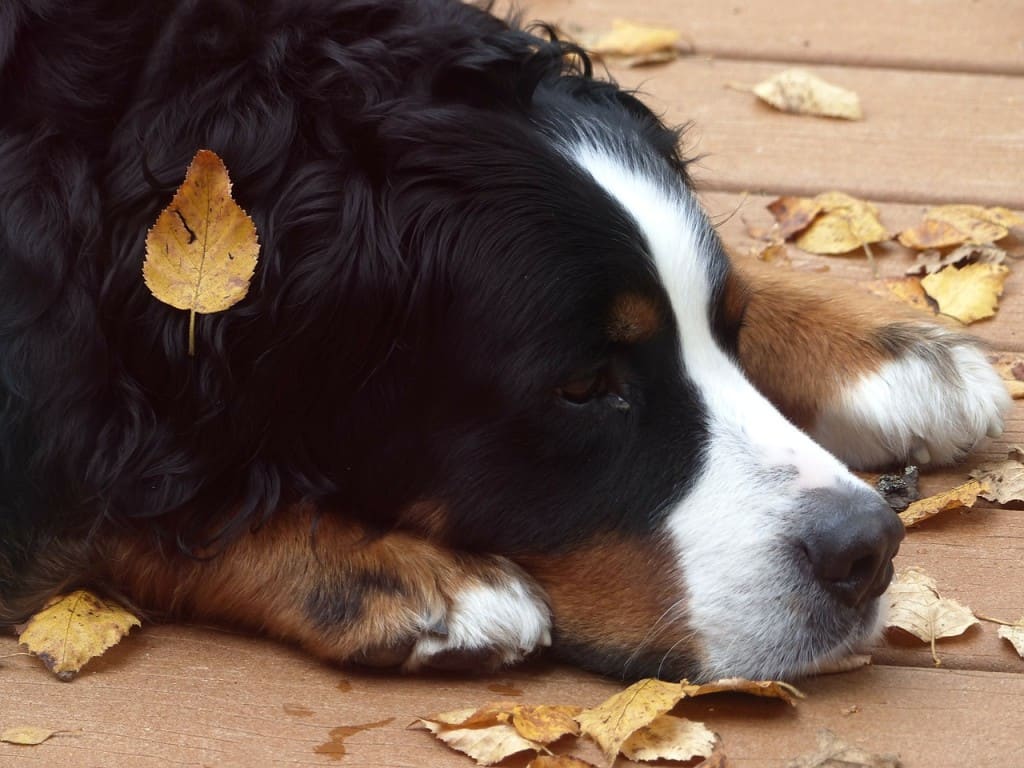 dog in leaves