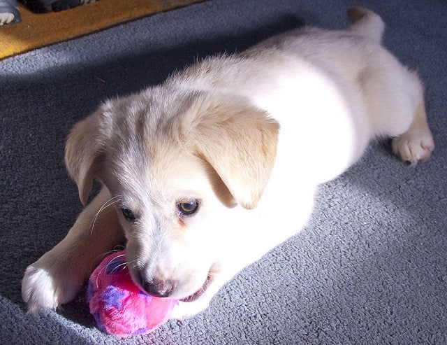 pup playing indoors