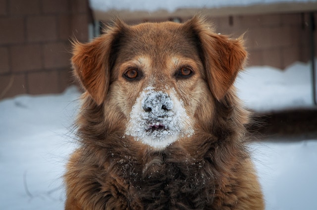 dog in snow