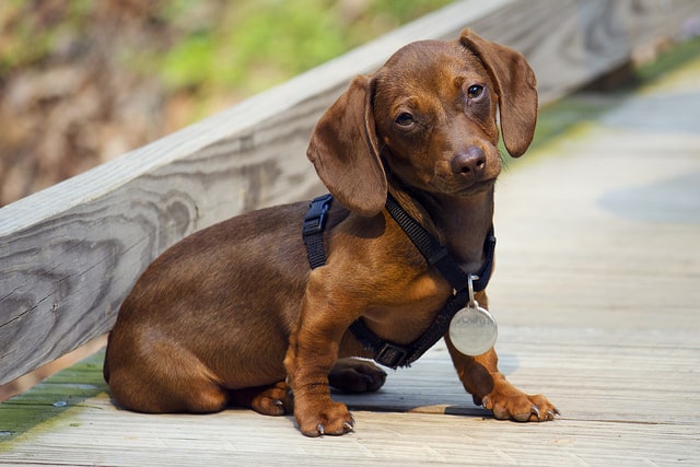 winter weight on dogs