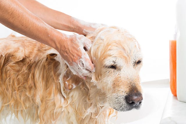 grooming your dog