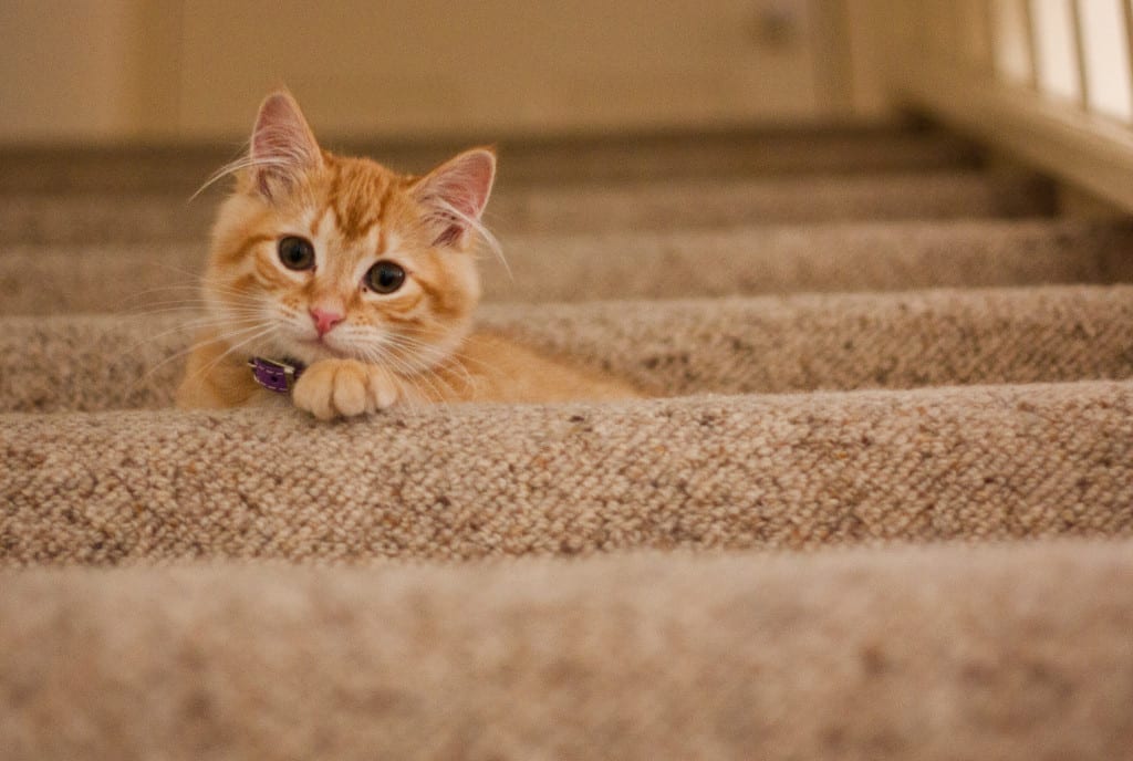 cat and kitten boarding