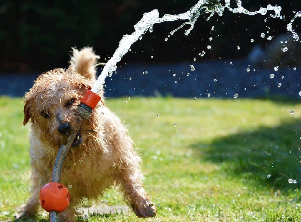 DIY Tips for Keeping your Dog Cool in Hot Weather Pet Palace