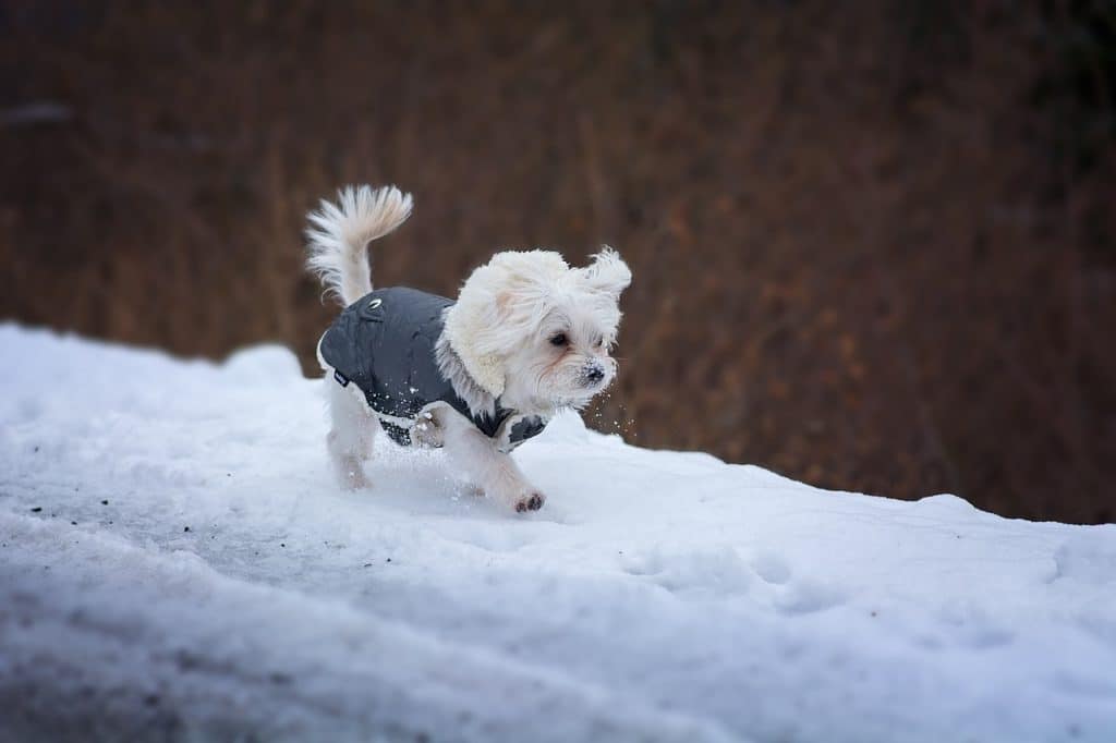 Dog Winter