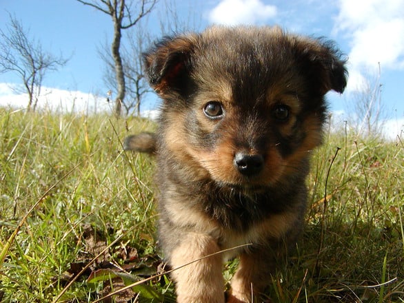 puppy training