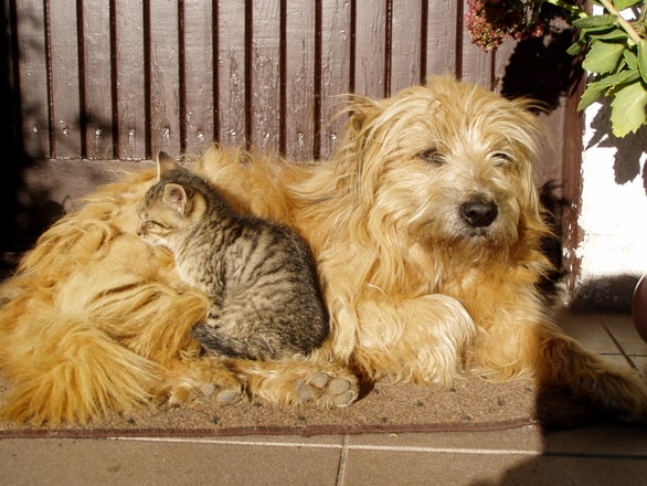 cats and dogs heartworm prevention