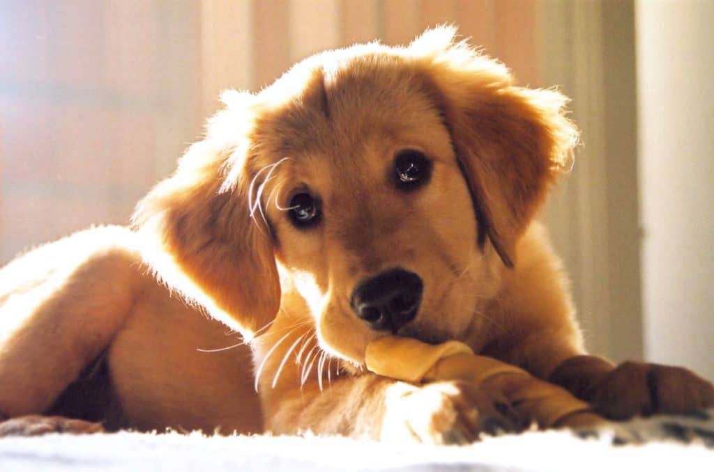 are dog chewing bones bad for them