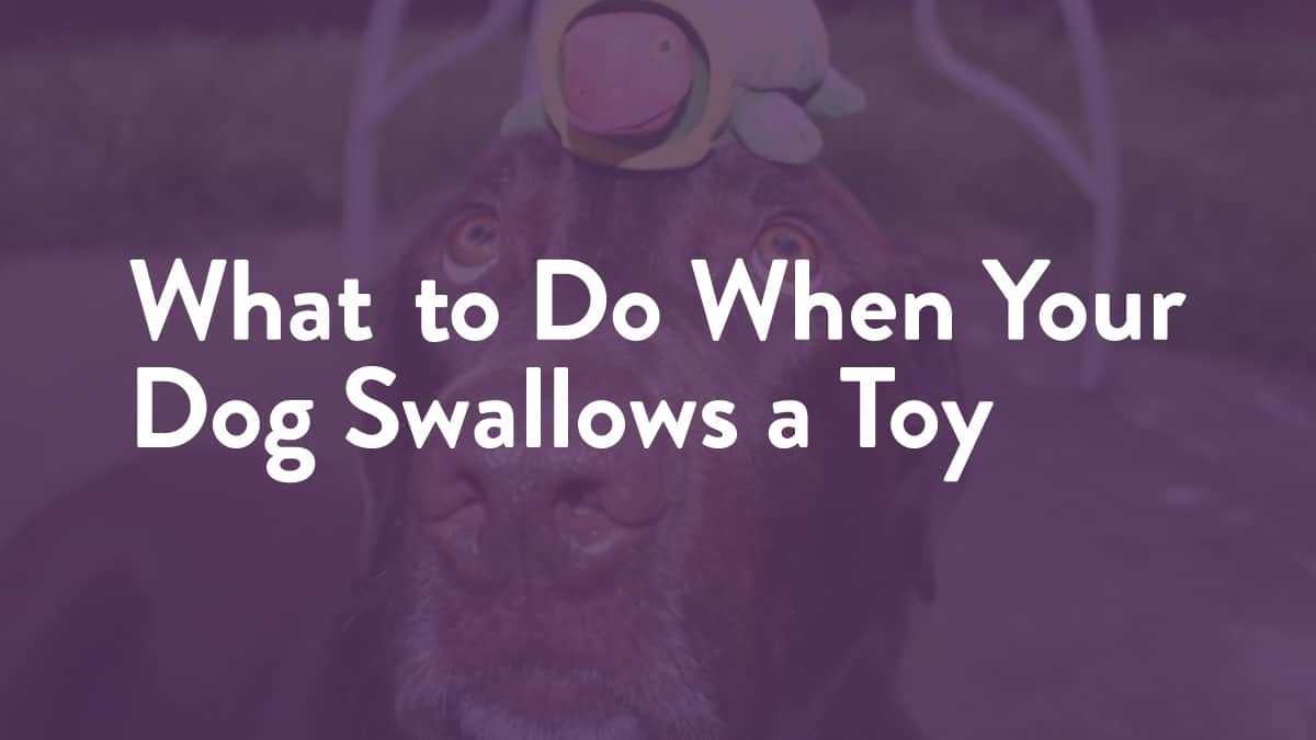 What To Do When Your Dog Swallows a Toy