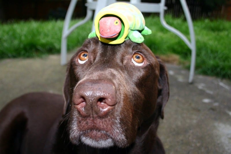 dog swallowed plastic squeaker