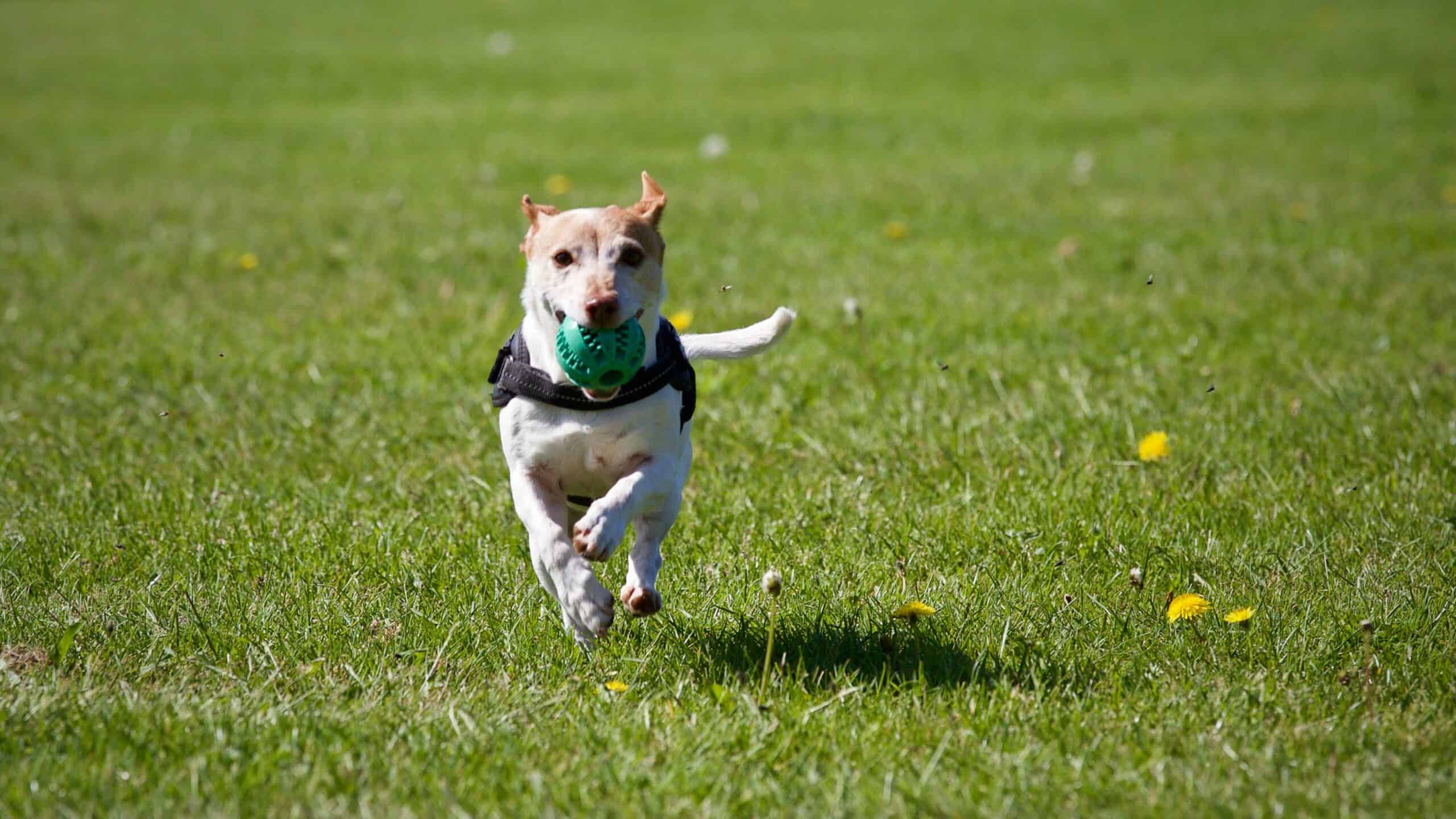 Dog parks near Fishers, Indiana