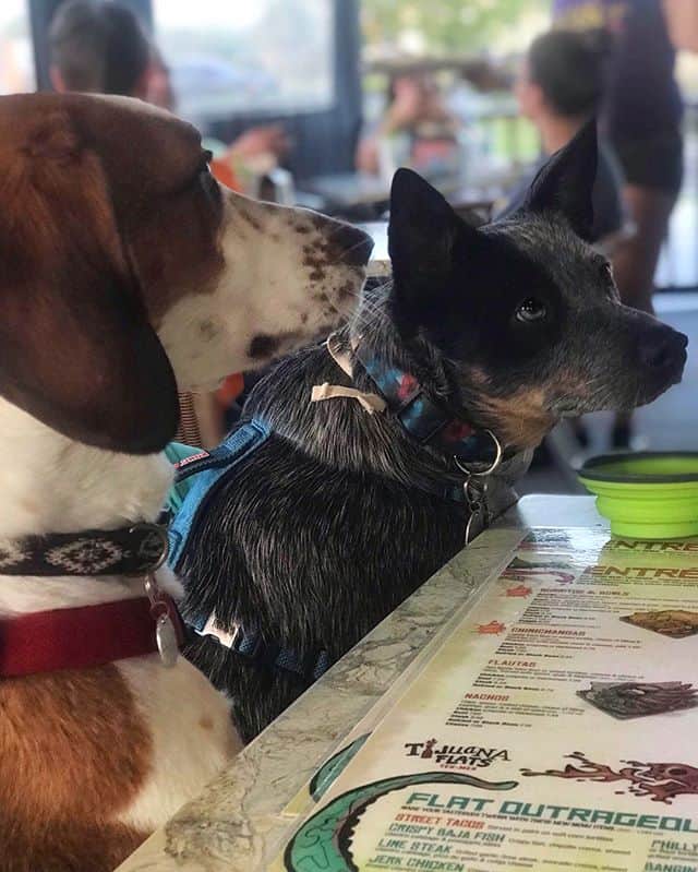 dog-friendly restaurants in Fishers, Indiana
