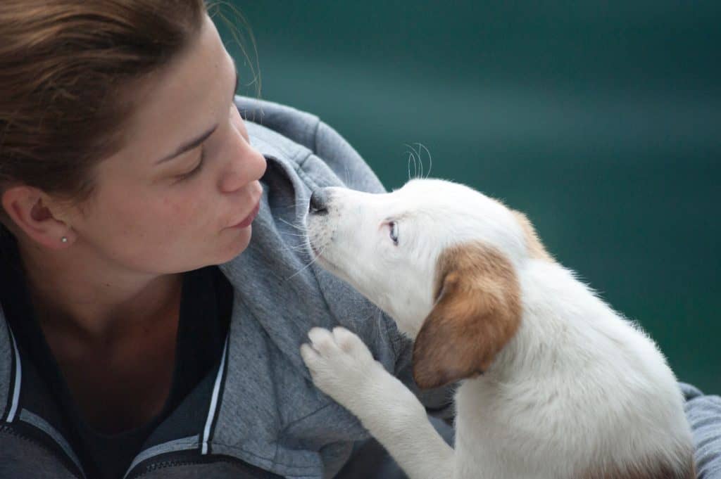 emotional support animals