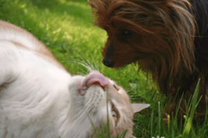 cleaning your pets teeth