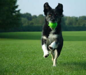 Indy Pet Stores