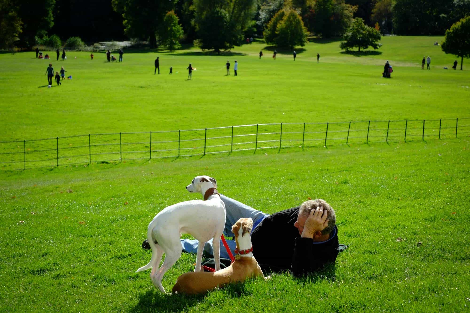 The best Columbus, Ohio dog parks