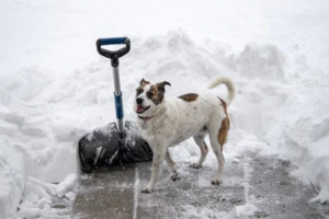 exercising your dog in the winter