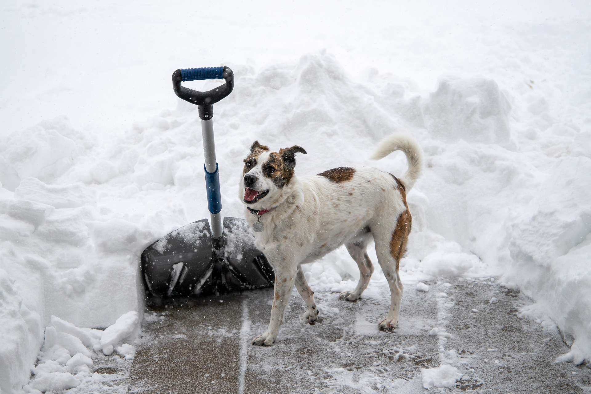 https://www.petpalaceresort.com/wp-content/uploads/2020/01/snow-shovel-4658403_1920.jpg