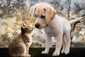 locally owned pet stores near me