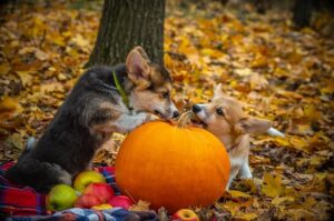 fall pet-safe food