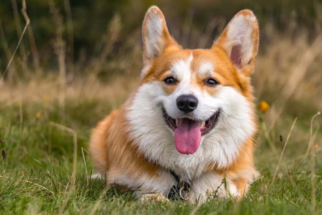 Doggy Daycare