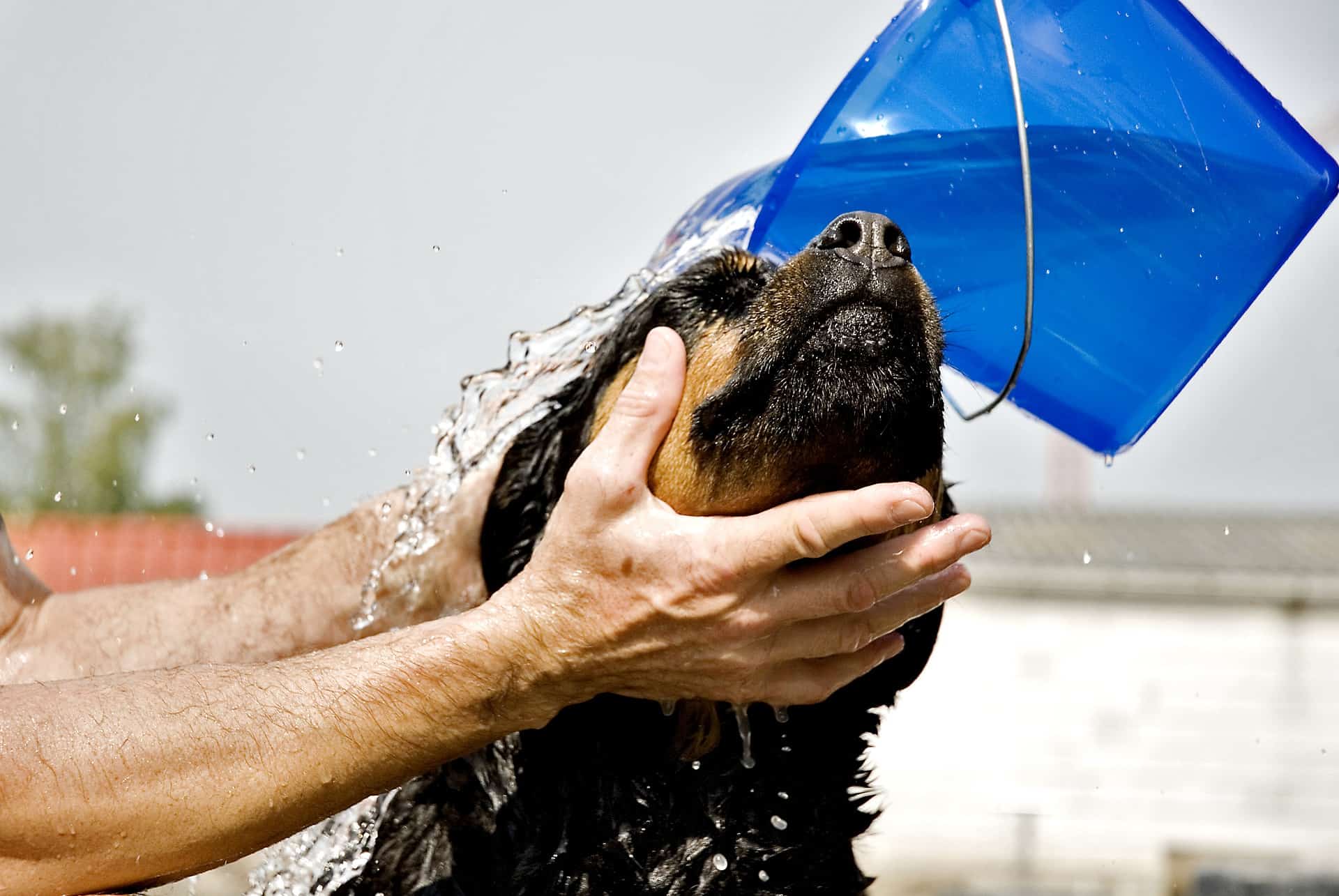 The Many Benefits of Giving Your Dog a Bath
