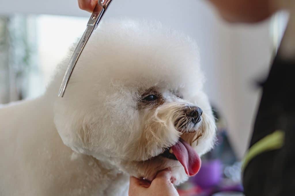prepare dog for groomer