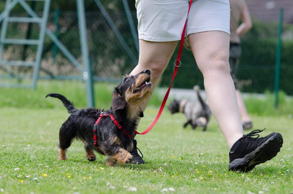 puppy training