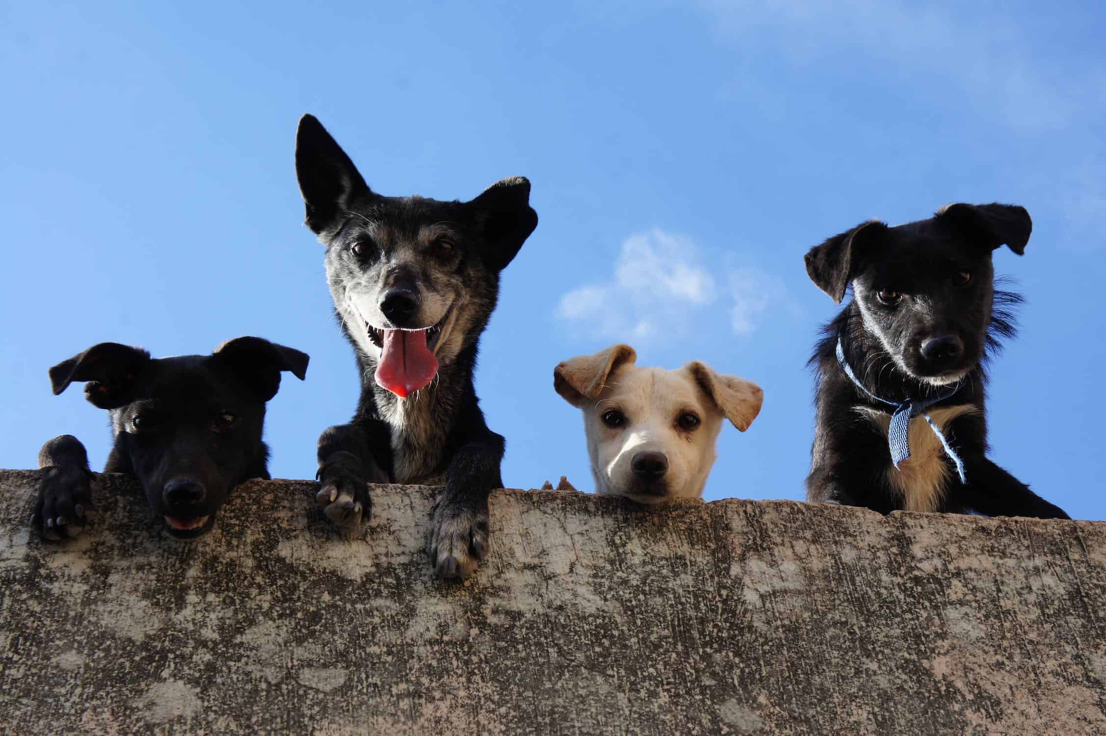 what is the best terrier for a family