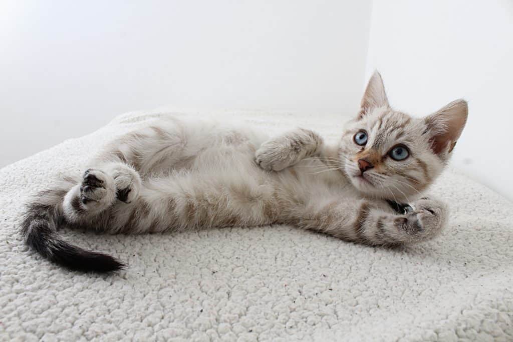 Kitten Boarding for the First Time? Here’s How to Make It a Smooth Experience