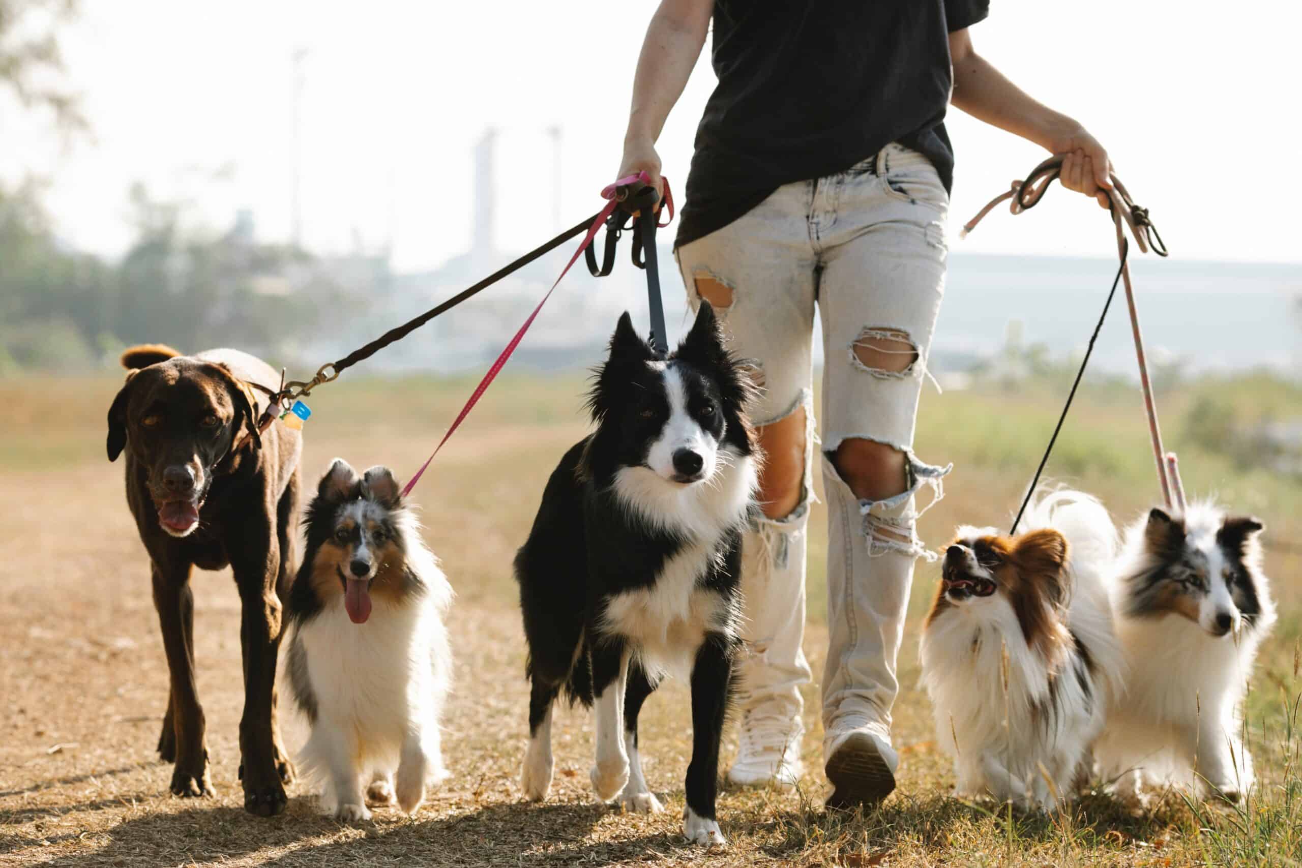 Working Long Hours? These Are the Best Dog Breeds for Working Dog Parents!  | Pet Palace