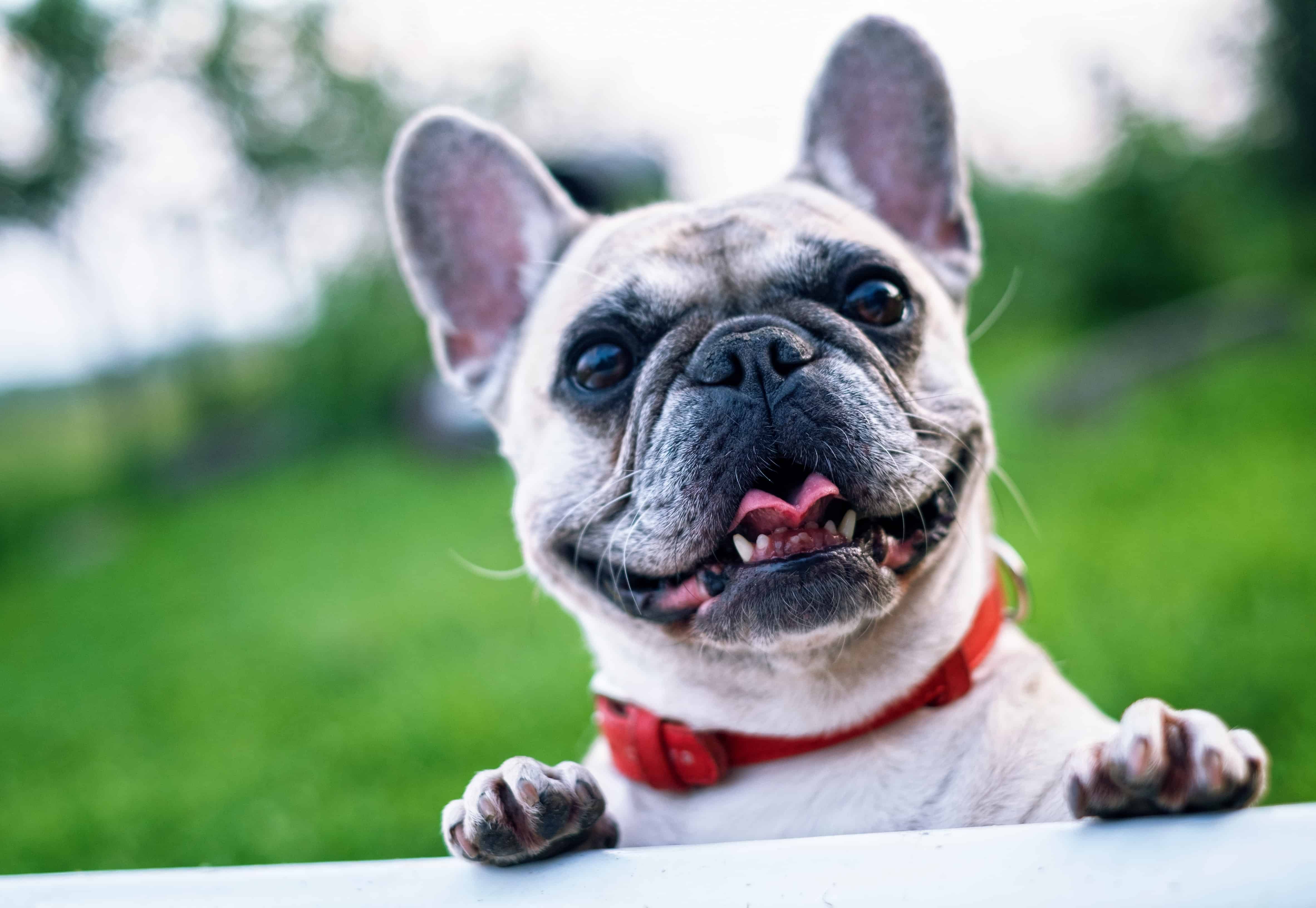 Pet Boarding in Mason, Ohio