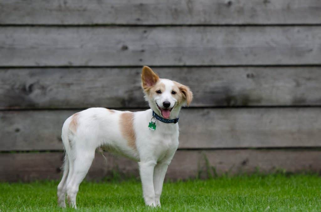 pet boarding near Loveland, Ohio