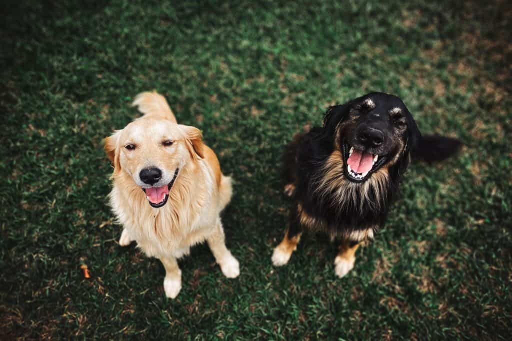 pet boarding in Belmont, North Carolina