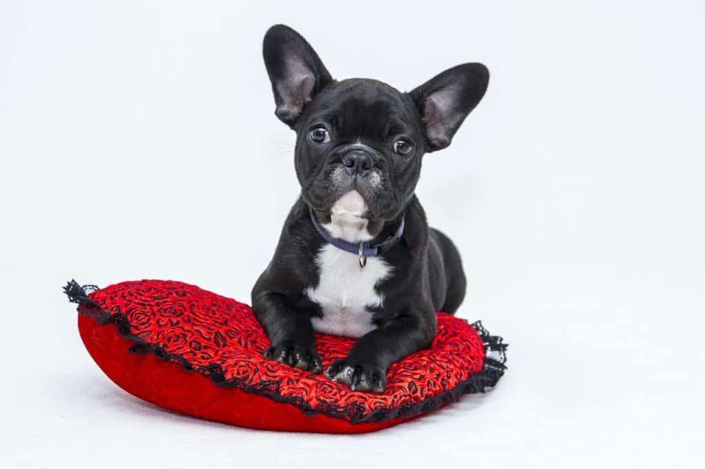 ways to spoil your pet for Valentine’s Day