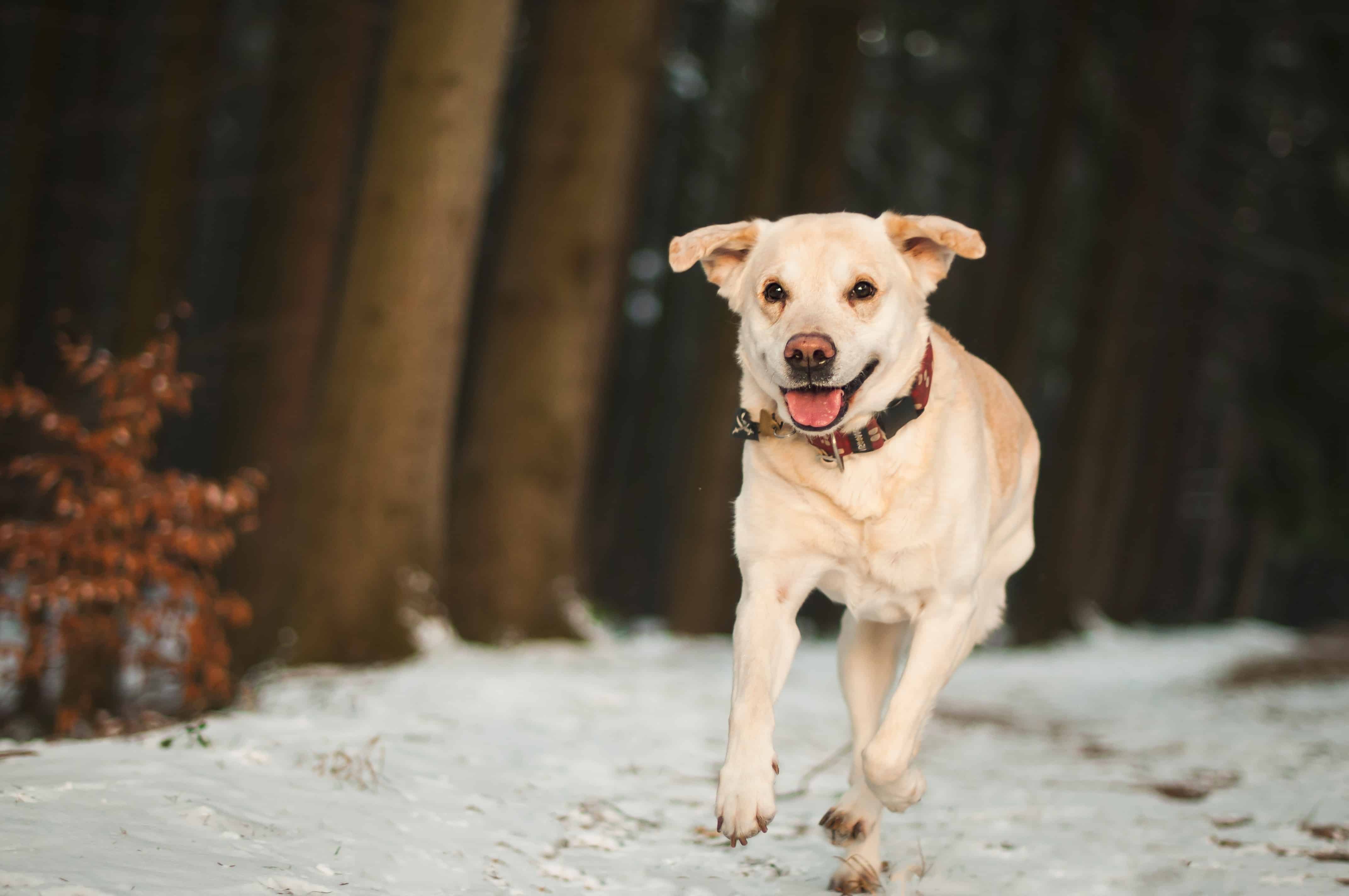 winter activities for your pet