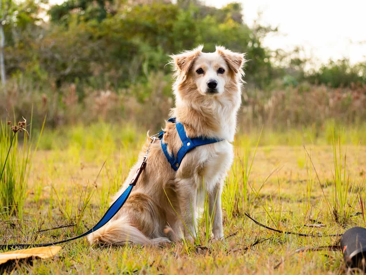 dog leash ribbons