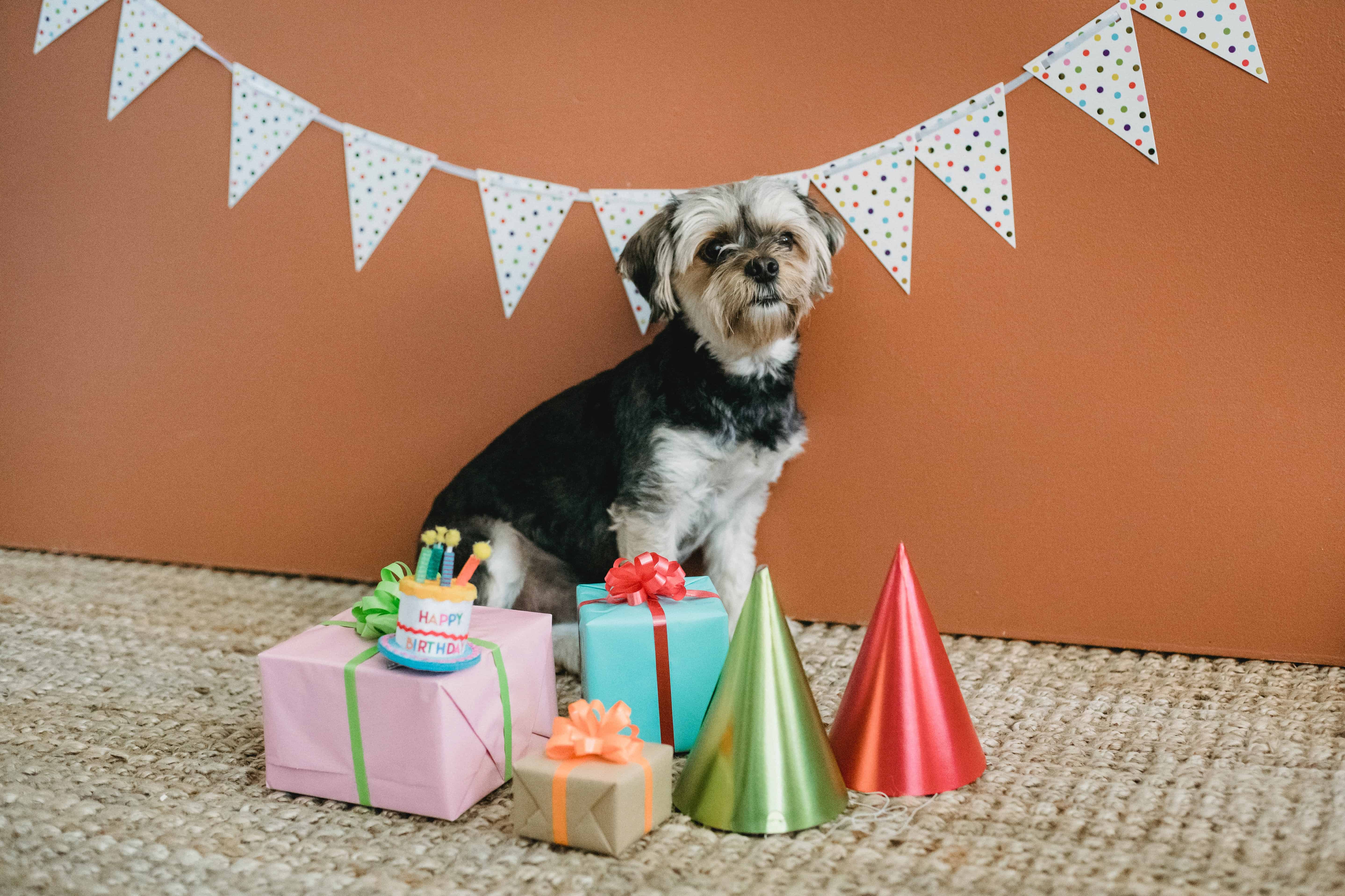 Fun ways to celebrate your pet's next birthday