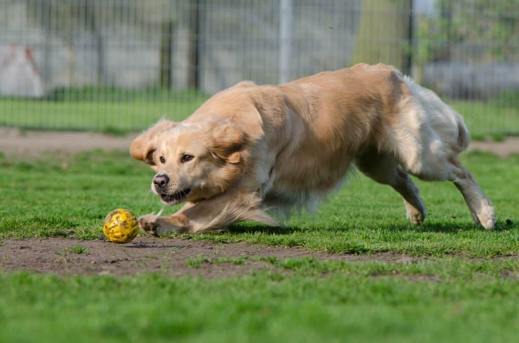 Pet Boarding Near Bedford with Pet Palace