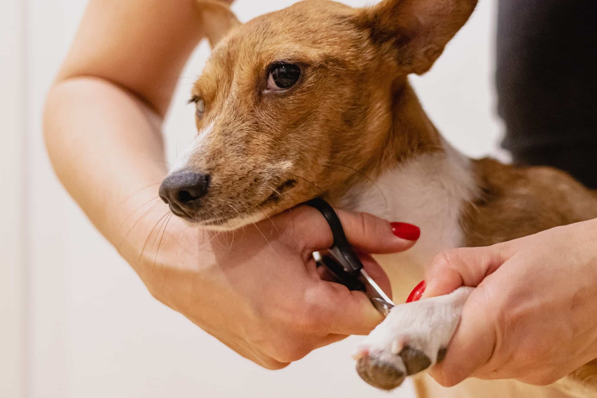 Trimming your pet's nails