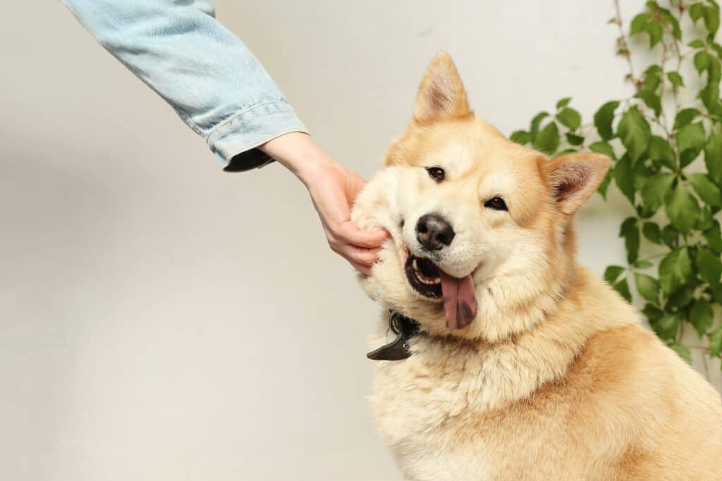 how to decline when someone asks to pet your dog