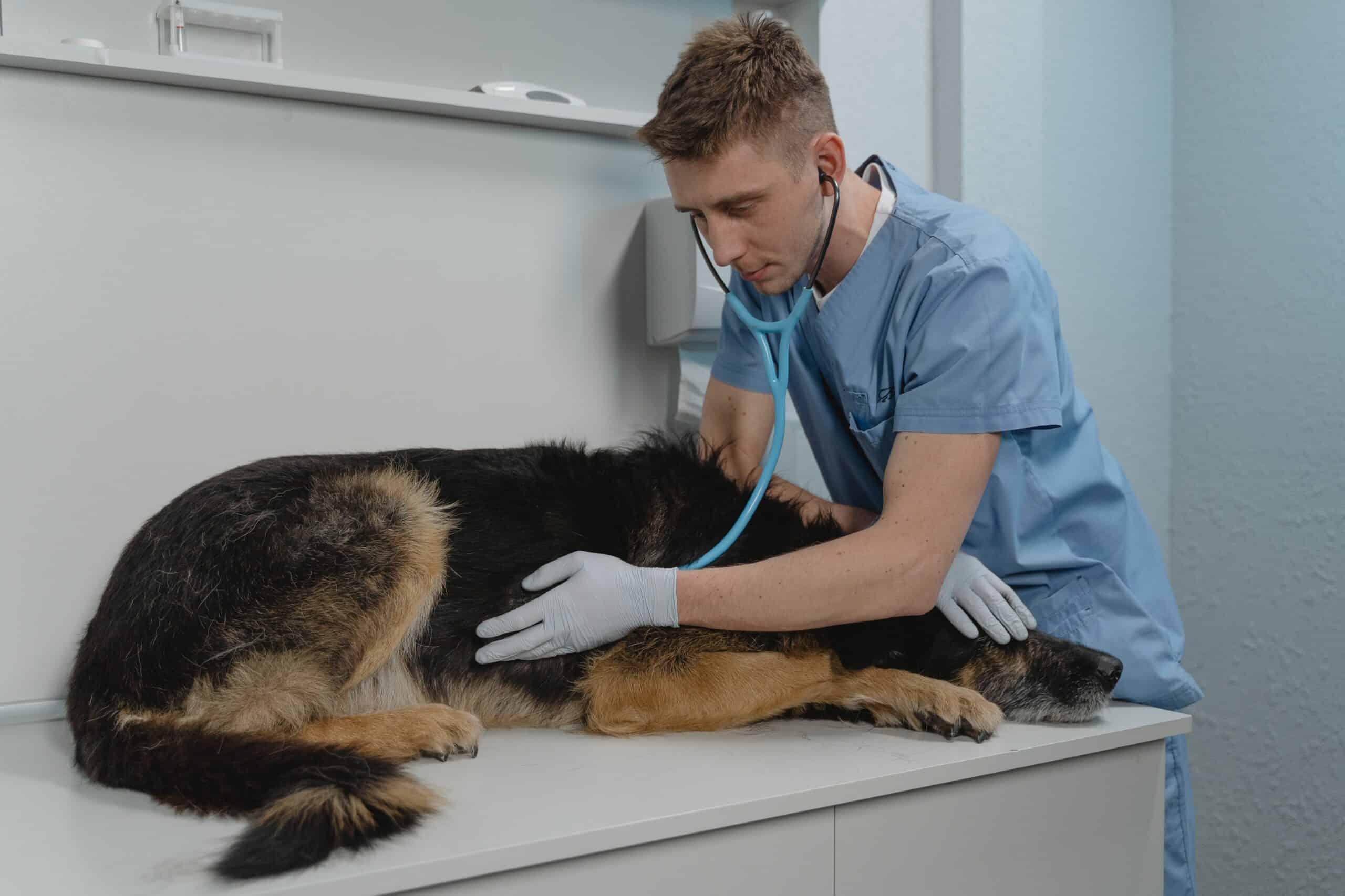 how to care for a sick dog