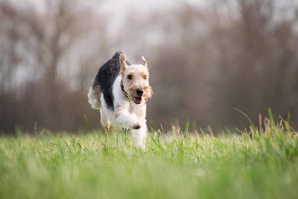 preparing your dog for flea and tick season